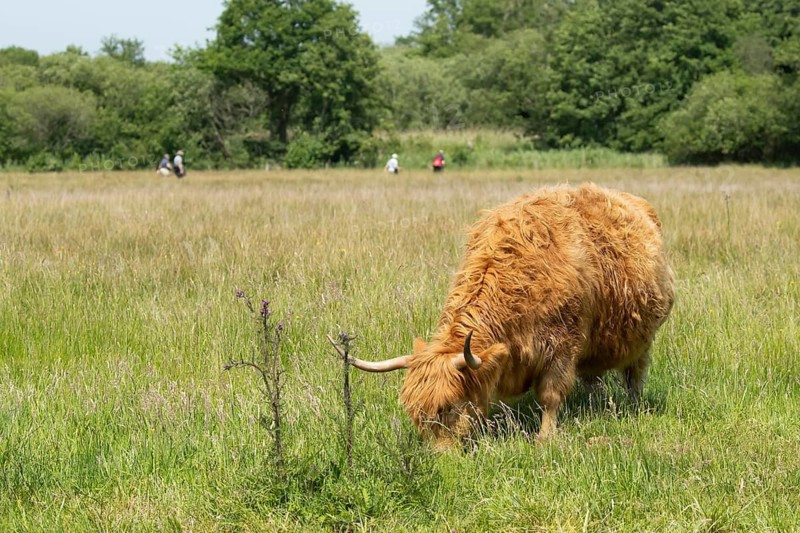 Highland cow or cattle (Bos taurus taurus) adult farm animal feeding on grass, RSPB Strumpshaw fen nature reserve, Norfolk, England, United Kingdom