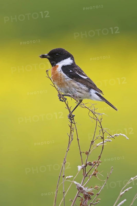 European Stonechat (Saxicola rubicola) male, Rhineland-Palatinate, Germany