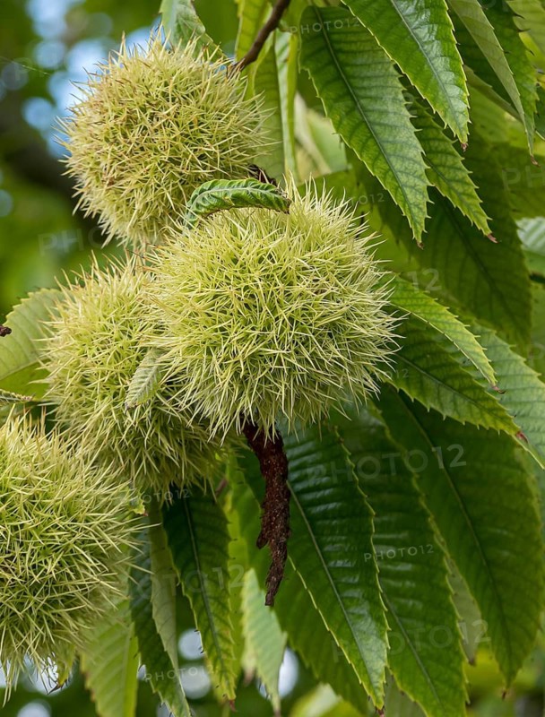 Sweet chestnut (Castanea sativa 'Dorée de Lyon'), Federal Garden Show 2019, Germany