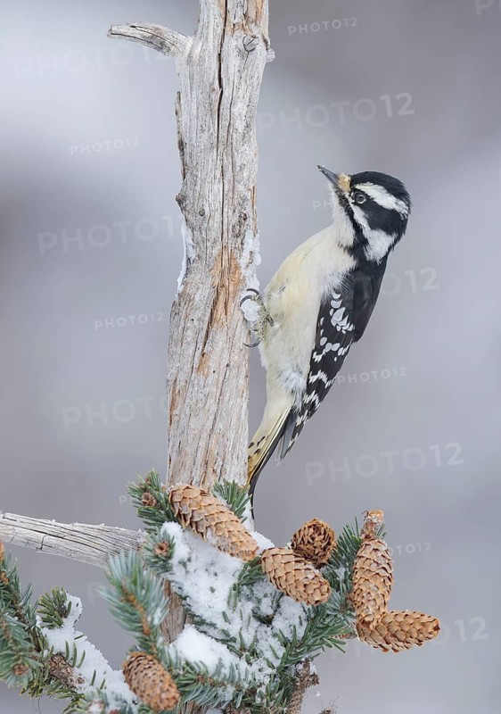 Downy Woodpecker (Dryobates pubescens) female, Alaska, USA
