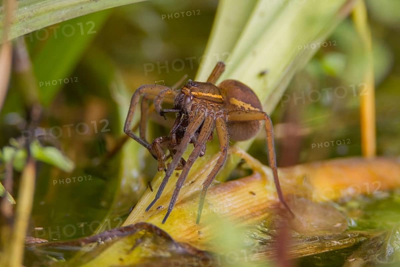 Fen raft spider (Dolomedes plantarius) adult female arachnid feeding on a male spider after mating on vegetation on the water surface of a pond in summer, England, United Kingdom