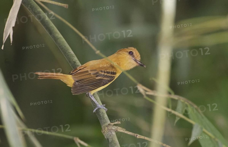Ochraceous Attila - Rio Palenque Science Center, Ecuador