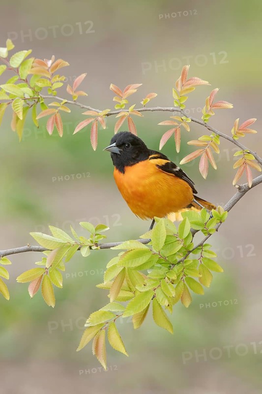 Baltimore Oriole (Icterus galbula) male, Texas, USA