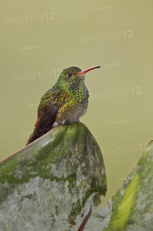 Rufous-tailed Hummingbird (Amazilia tzacatl), Ecuador
