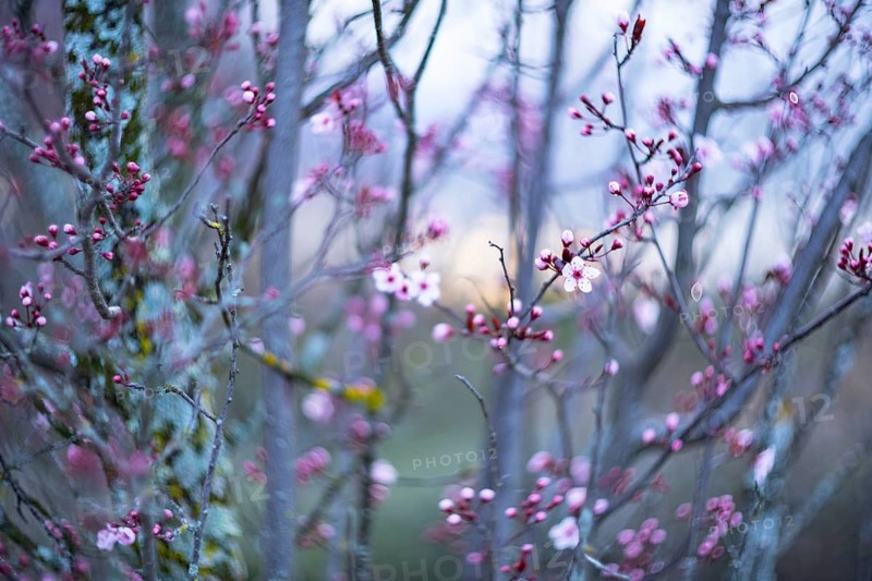 Dreamlike scene of pink cherry blossom buds opening in early spring, with a soft, delicately blurred background enhancing the ethereal beauty of the blooms