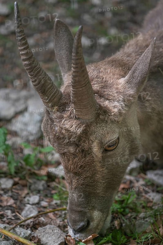 Alpine ibex (Capra ibex), wildlife park, Bavaria, Germany