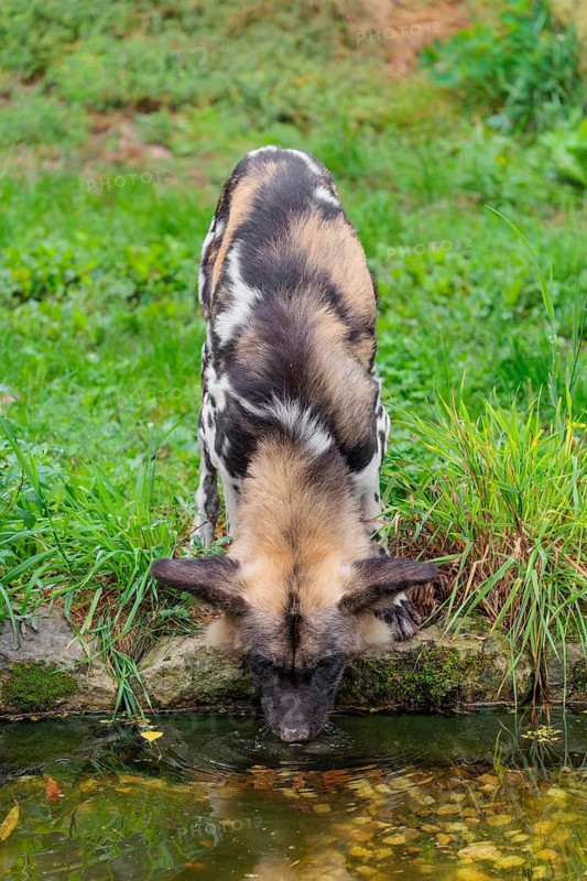 An African wild dog, Lycaon pictus, stands in a green meadow and drinks from a small stream