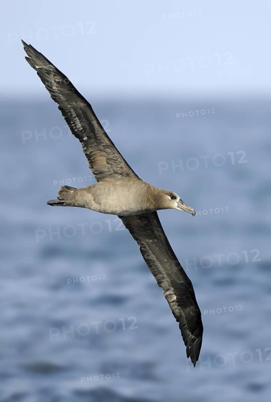 Black-footed Albatross (Phoebastria nigripes)