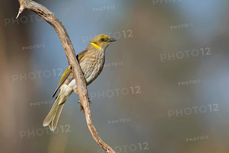 Yellow-plumed Honeyeater (Ptilotula ornata), Victoria, Australia