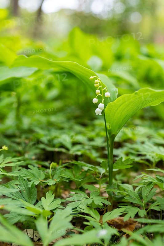Flowering lily of the valley (Convallaria majalis) in the forest near Moritzburg, Saxony, Germany