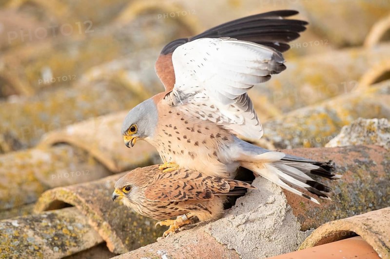 Lesser Kestrel (Falco naumanni) pair mating, Castile-La Mancha, Spain
