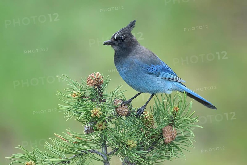 Steller's Jay (Cyanocitta stelleri) perched on a conifer branch, Colorado, USA