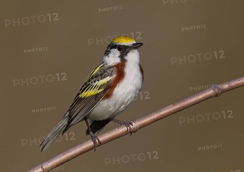 Chestnut-sided Warbler (Setophaga pensylvanica) male, Michigan, USA