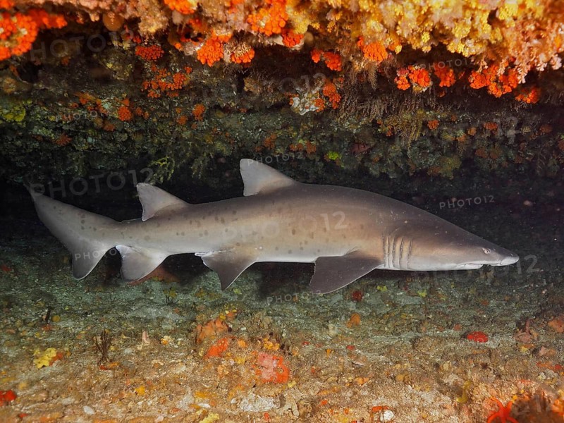 Sand tiger shark (Carcharias taurus)