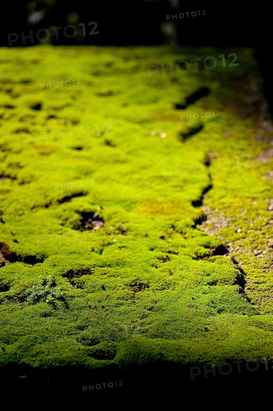Mouldering table with moss, moss covering, overgrown, green, backlight, structure, texture, old, historical, ruin, growth, tropical, tropics