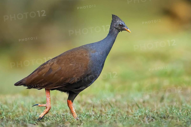 Orange-footed Scrubfowl (Megapodius reinwardt), Queensland, Australia