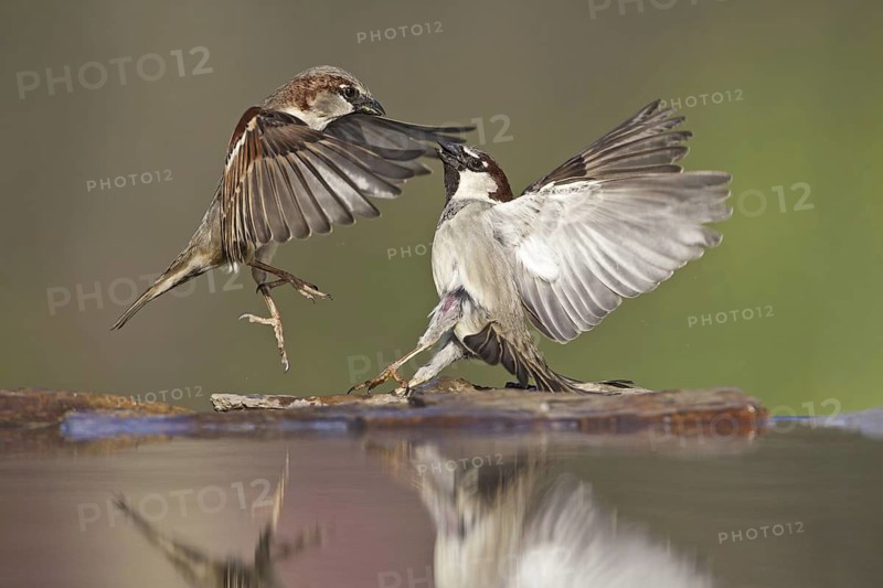 House Sparrow (Passer domesticus) male, Germany