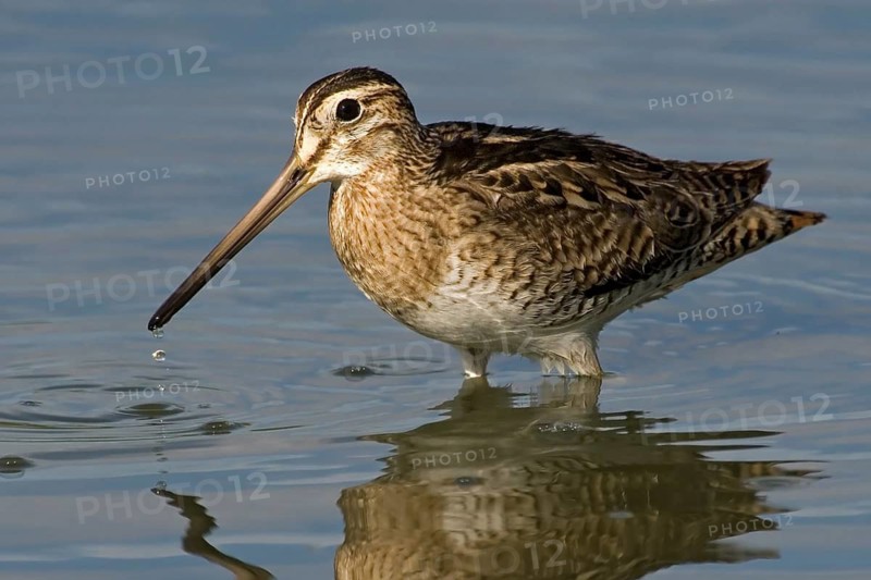Swinhoe's Snipe (Gallinago megala), Western Australia, Australia