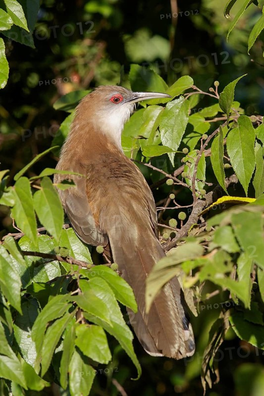 Great Lizard Cuckoo (Coccyzus merlini) perched on a branch in Cuba