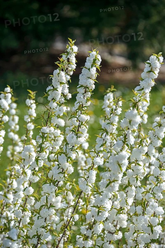 Chinese shrub cherry (Prunus glandulosa 'Alba Plena'), Germany