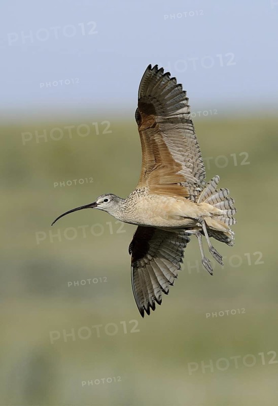 Long-billed Curlew (Numenius americanus), Alberta, Canada