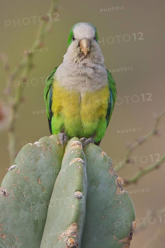 Cliff Parakeet (Myiopsitta luchsi) perched on a cactus in Bolivia, South America