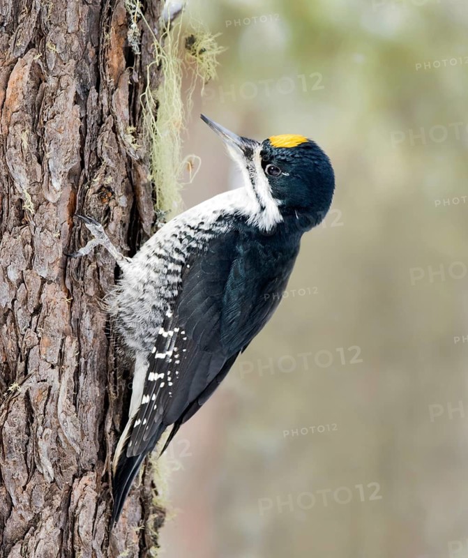 Black-backed Woodpecker, Picoides arcticus, perched on spruce tree at Candle Lake, Saskatchewan