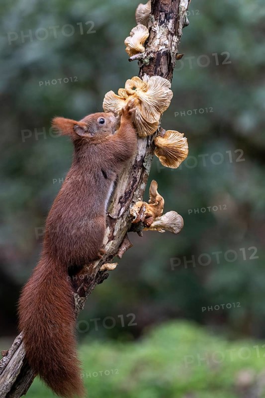 Squirrel (Sciurus vulgaris) eating mushrooms, Emsland, Lower Saxony, Germany