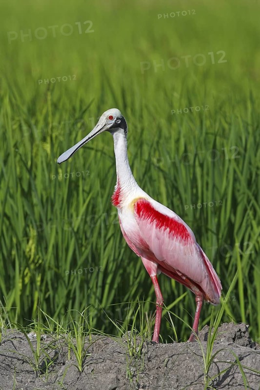 Roseate Spoonbill Ajaia ajaja Palo Verde National Park, Costa Rica 17 October Adult in breeding plumage. Threskiornithidae
