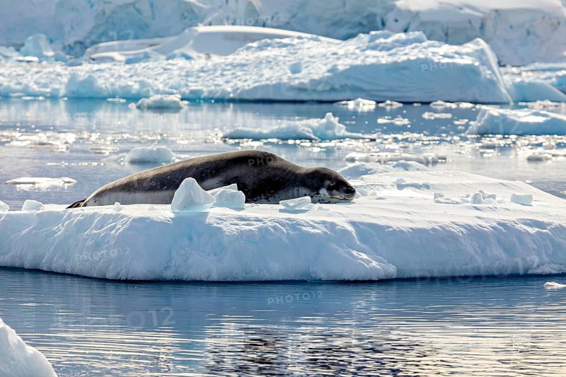 Seal lying on an ice floe in a quiet, cold Arctic landscape surrounded by ice and snow, leopard seal (Hydrurga leptonyx) on an ice floe in the Antarctic