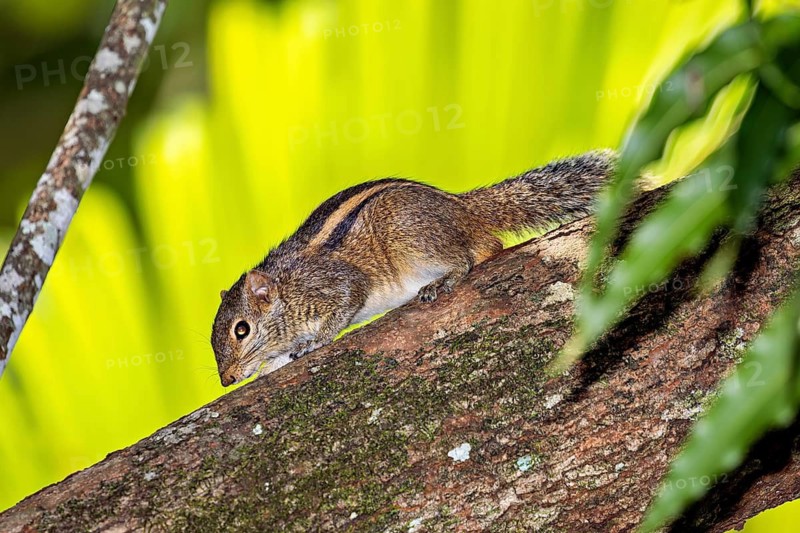 A chipmunk crawls on a tree trunk in a tropical environment, Northern Palm Squirrel at Sigiriya in Sri Lanka (Funambulus palmarum)