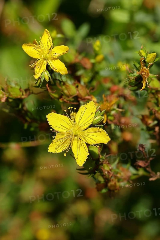 Common St John's wort (Hypericum perforatum), spotted St John's wort or common St John's wort (Hypericum perforatum), blood herb, St John's wort, spotted St John's wort, medicinal plant, close-up of a flower, Wilnsdorf, North Rhine-Westphalia, Germany