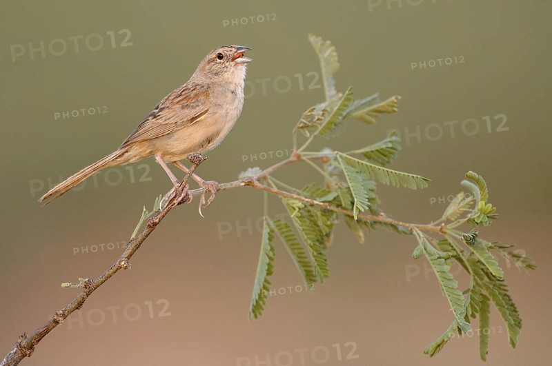 Botteri's Sparrow (Peucaea botterii) singing, Arizona, USA