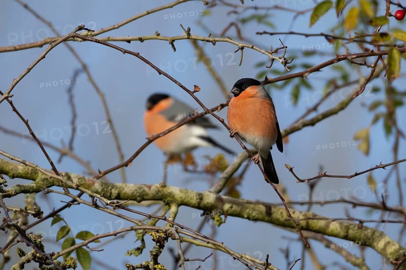 Eurasian bullfinch (Pyrrhula pyrrhula) adult male bird in a hedgerow in winter, Suffolk, England, United Kingdom