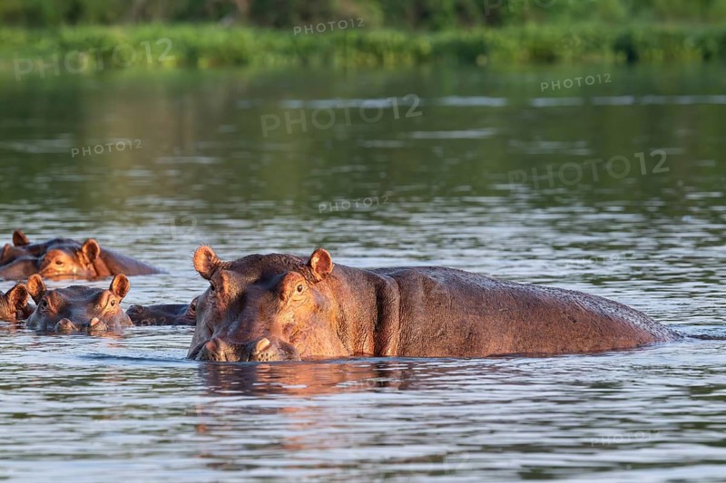 Hippos (Hippopotamus amphibius), bathing in the water, White Nile, Murchison Falls NP, Uganda