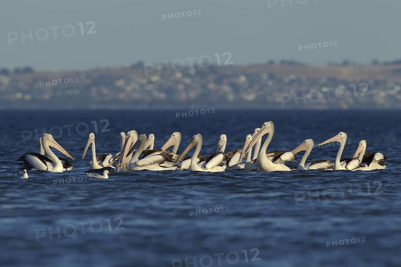 Australian Pelican (Pelecanus conspicillatus), Victoria, Australia
