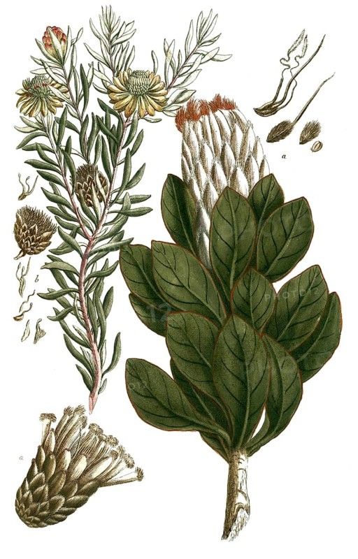 Botany, plants, illustration of various plants from the silver tree family often under the name Scolymocephalus, Proteaceae, a, Scolymocephalus foliis longis, Tulipifer latifolius, b. scolymocephalus foliis angustis longis