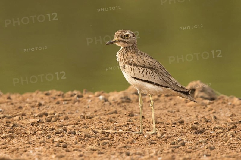 Senegal Thick-knee (Burhinus senegalensis), Gambia