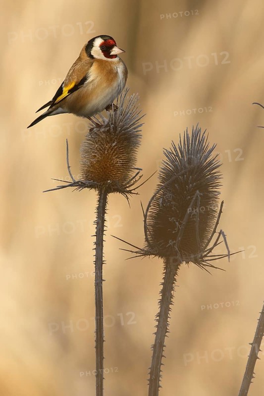 European Goldfinch (Carduelis carduelis), perched, Castile and Leon, Spain