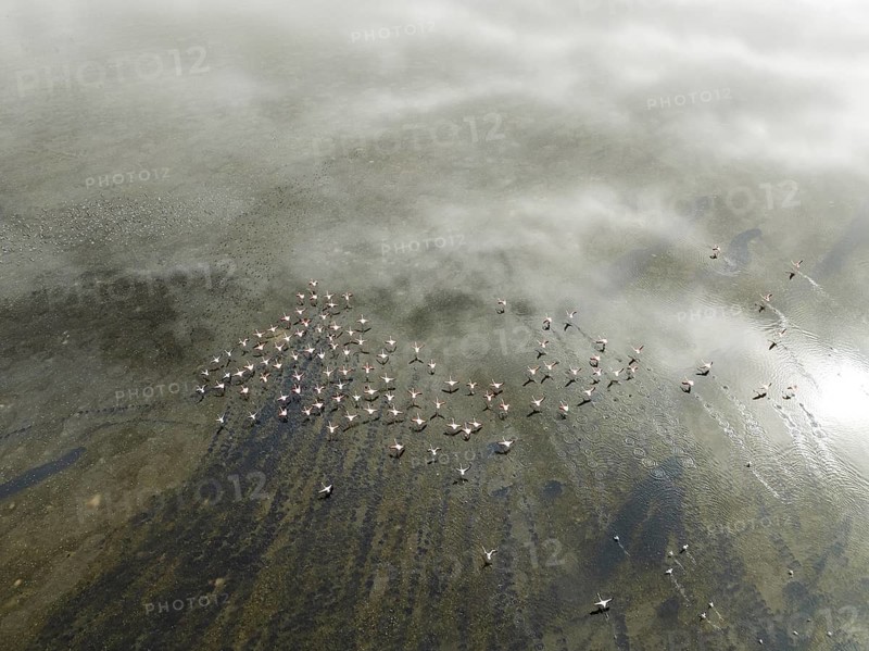 Greater Flamingos (Phoenicopterus ruber), other waterbirds and coastal fog at the wetlands of the Walvis Bay lagoon. Aerial view. Drone shot. Walvis Bay, Namibia