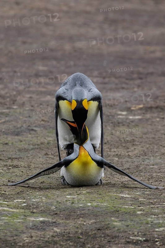 King Penguin (Aptenodytes patagonicus) mating in the Falkland Islands