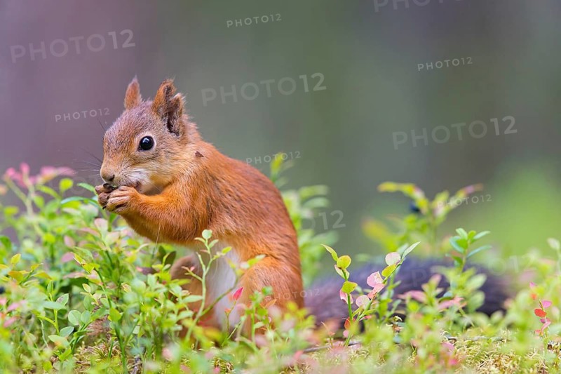 Squirrel, animals, mammals, squirrel, biotope, habitat, eats, foraging, (Sciurus vulgaris vulgari), Lentiira, Lentiira Kuhmo, Finland
