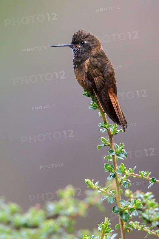 White-tufted Sunbeam (Aglaeactis castelnaudii) perched on a branch in Manu National Park, Peru