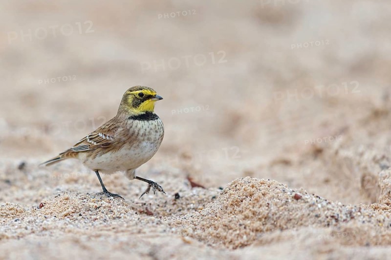 Horned Lark, (Eremophila alpestris), songbird, walking on the beach, Helgoland Island, Helgoland, Schleswig-Holstein, Germany