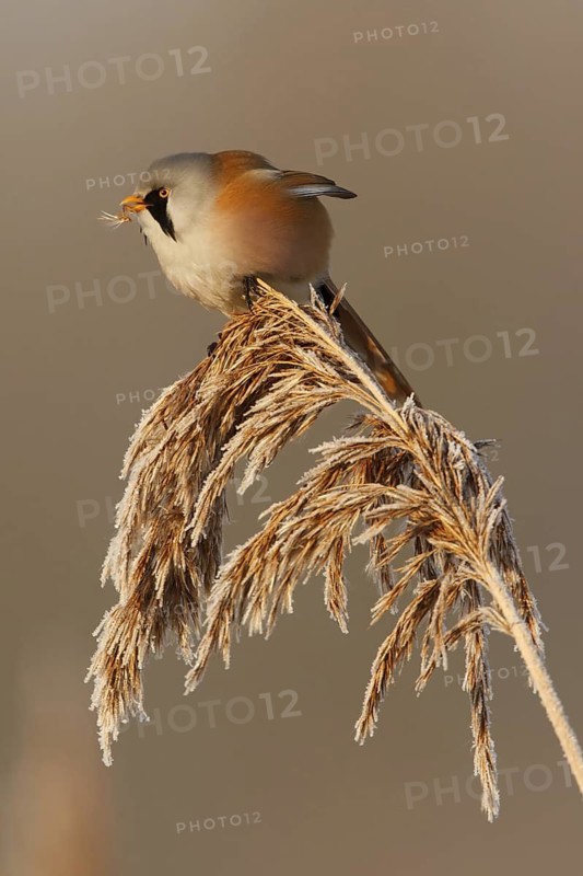 Bearded Reedling (Panurus biarmicus) male, Utrecht, Netherlands