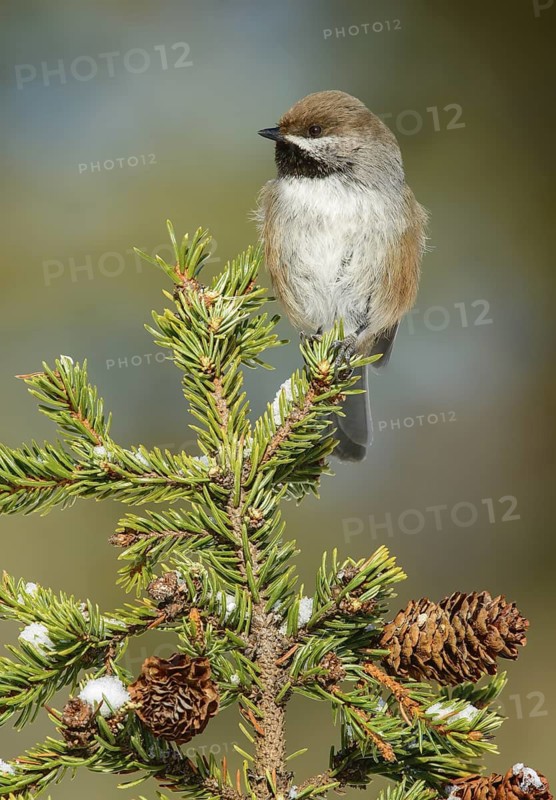 Boreal Chickadee (Poecile hudsonicus), Alaska, USA