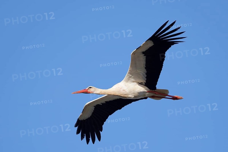 White stork (Ciconia ciconia), flying, Algarve, Portugal