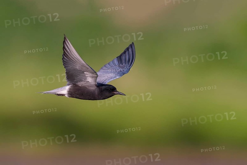 Black Tern (Chlidonias niger)