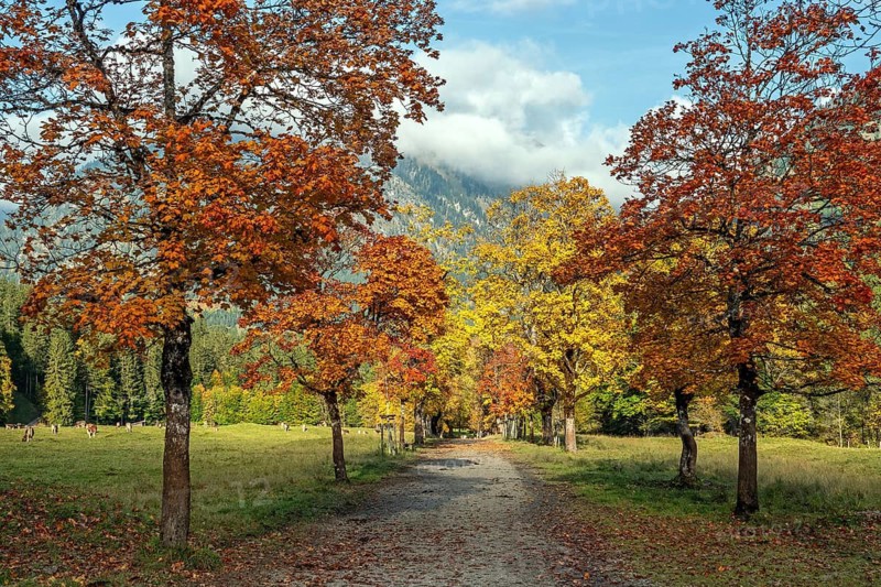 Autumn atmosphere, avenue with autumn-colored sycamore trees, Stillach Valley, near Heini-Klopfer Skiflugschanze, Oberstdorf, Oberallgäu, Allgäu, Bavaria, Germany