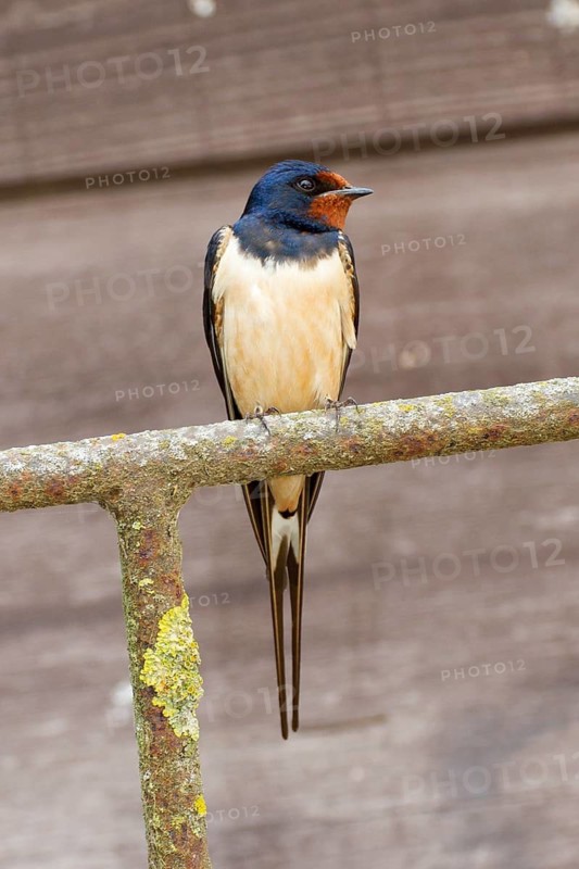 Barn Swallow Hirundo rustica, order Passeriformes, suborder Passeres, family Swallows (Hirundinidae), genus Hirundo
